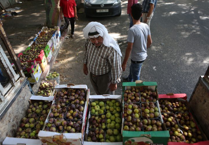 فلسطينيون يجمعون التين خلال موسم الحصاد في مزرعة في مدينة نابلس بالضفة الغربية