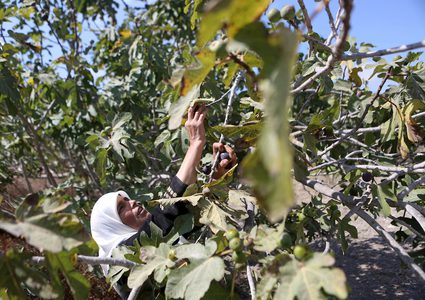 موسم حصاد التين في مدينة نابلس