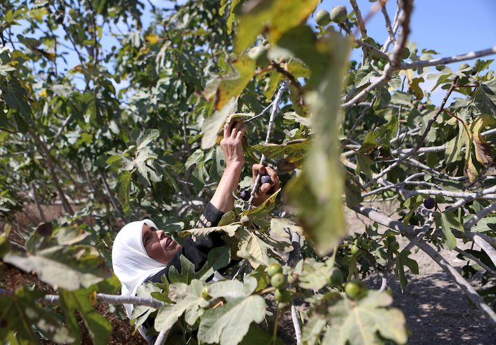 امرأة فلسطينية تجمع التين خلال موسم الحصاد في مزرعة في مدينة نابلس بالضفة الغربية