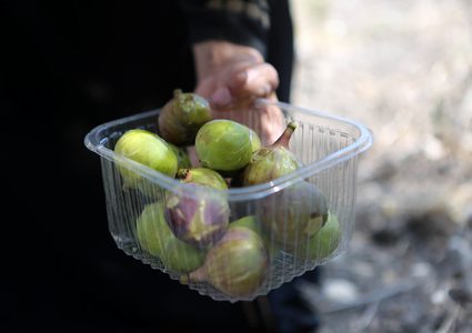 موسم حصاد التين في مدينة نابلس