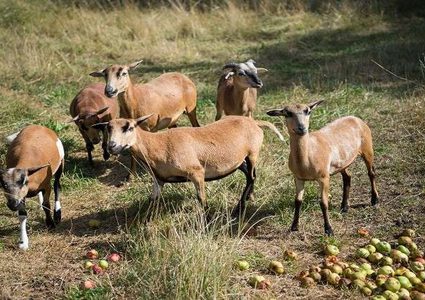 نادي تركي يبيع لاعبيه ويشتري ماعز في ثمنهم!