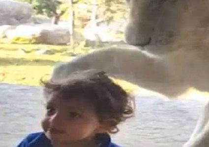 أسد يحاول التخلص من طفل لم يكترث له!