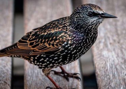 كيف تغير مضادات الاكتئاب سلوك الحيوانات؟