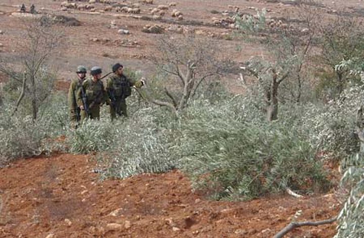 مستوطنون يحطمون 200 شجرة زيتون في اللبن الشرقية