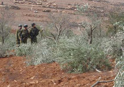 مستوطنون يحطمون 200 شجرة زيتون في اللبن الشرقية