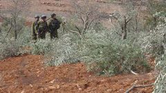 مستوطنون يحطمون 200 شجرة زيتون في اللبن الشرقية