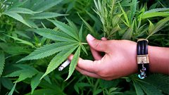 ضبط مستنبت لزراعة اشتال الماريغوانا في سلفيت