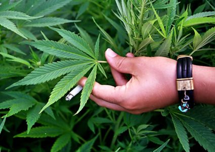 ضبط مستنبت لزراعة اشتال الماريغوانا في سلفيت