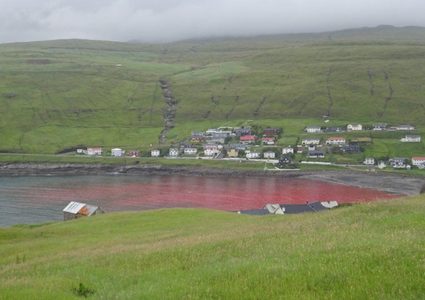 مجزرة تصبغ البحر باللون الأحمر!