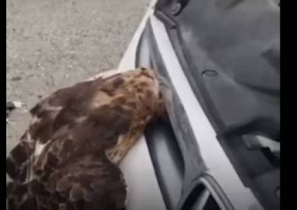 تحرير صقر من مقدمة سيارة اصطدم بها! (فيديو)