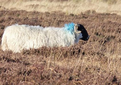 شروط أضحية عيد الأضحى