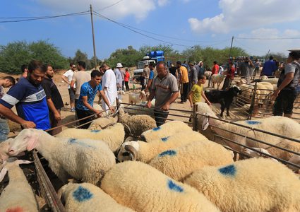 الأضاحي في قطاع غزة