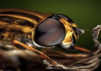 هل يميز النحل البشر من وجوههم؟