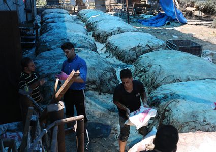 عمال فلسطينيون يقومون بإعداد جلود الحيوانات لاستخدامها في صنع الجلود في اليوم الثاني من عيد الأضحى أو عيد الأضحى ، في مدبغة في مدينة غزة