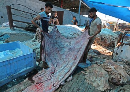 عمال فلسطينيون يقومون بإعداد جلود الحيوانات لاستخدامها في صنع الجلود في اليوم الثاني من عيد الأضحى أو عيد الأضحى ، في مدبغة في مدينة غزة