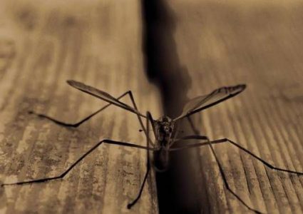 "حمى غرب النيل" تقتل مسناً اسرائيليا