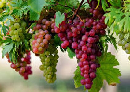 الفواكه والخضراوات الأرجوانية "هي الحل"