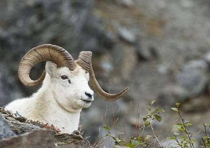 العثور على مفاجأة داخل أضحية بعد ذبحها في مصر