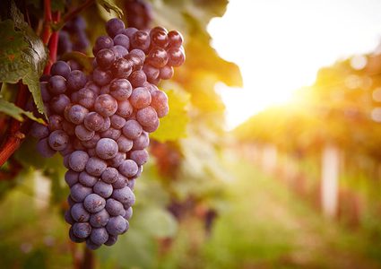 حاربي السرطان بالعنب!