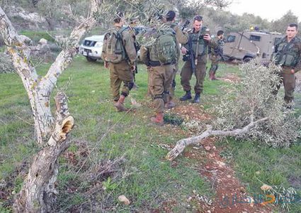 مستوطنون يحطمون 30 شجرة زيتون جنوب نابلس
