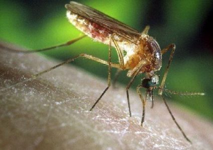 فيروس "غرب النيل" يقتل 11 شخصا ويصيب118 في اليونان