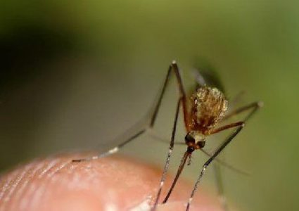 تفشي مرض حمى النيل الغربي في "إسرائيل"