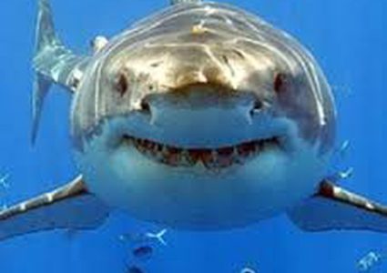 غواص "يدخل" بين أسنان قرش مفترس ويخرج سالما!