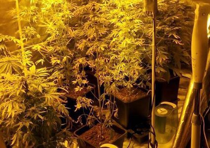 4.4 مليارات $ أنفقها الكنديون على الحشيش خلال 2017