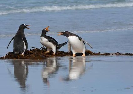 سلطعون البحر "يخدع" بطاريق!