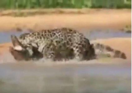 نمر أمريكي يصطاد تمساحا بعد معركة حامية