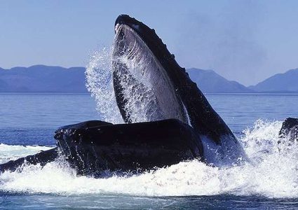 حوت يجبر السياح على الاستحمام!