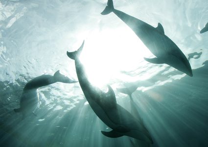 مجموعة دلافين تحمي حوتا وصغيره من هجوم بحري!