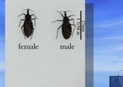 حشرة لدغتها تصيب البشر بأمراض القلب