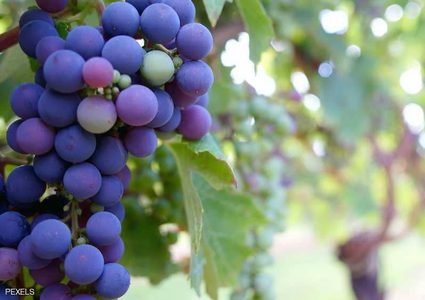 الفواكه والخضراوات الأرجوانية الأفضل لصحتك!