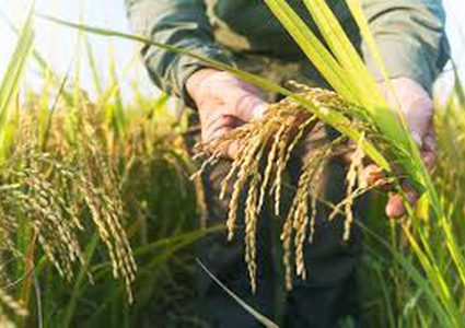 ثاني أكسيد الكربون قد يعرض الملايين لنقص التغذية