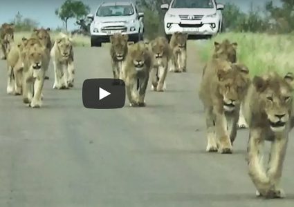 .توثيق "مظاهرة" للأسود في جنوب أفريقيا! (فيديو)