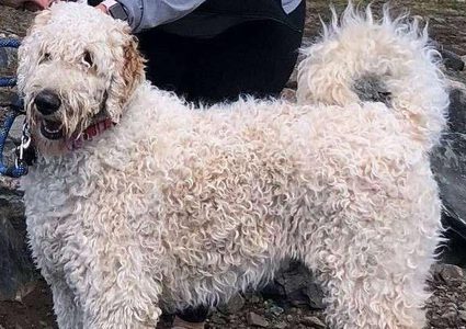 كلب ينتظر صاحبته 19 يوما!