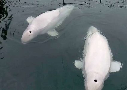 طائرات من دون طيار لحساب الدلافين الوردية