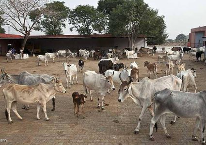 الهند.. "الحيوان المقدس" يثير غضب المزارعين