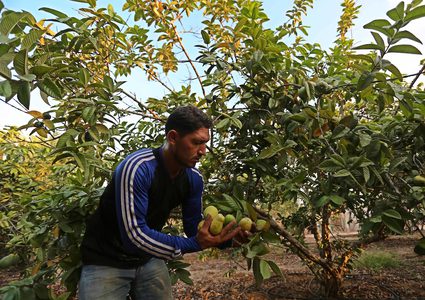 موسم حصاد الجوافة في قطاع غزة