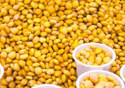 "الترمس".. الكنز الأصفر الذي لا نعرف قيمته