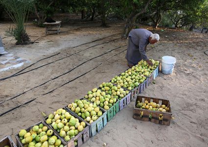 موسم حصاد الجوافة في قطاع غزة