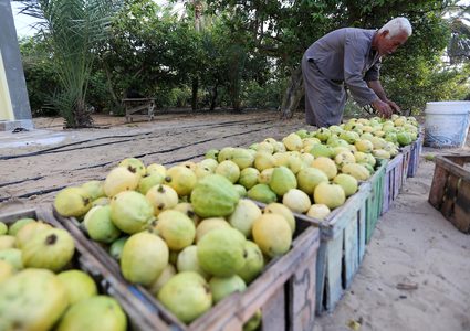 موسم حصاد الجوافة في قطاع غزة