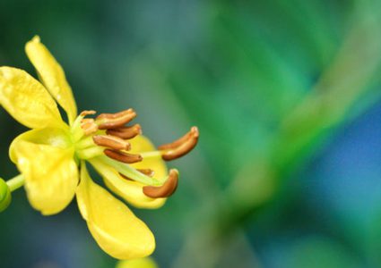 فوائد السنامكي في الرجيم وإحراق الدهون