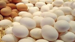 اتلاف 43 ألف من البيض المخصب في غزة