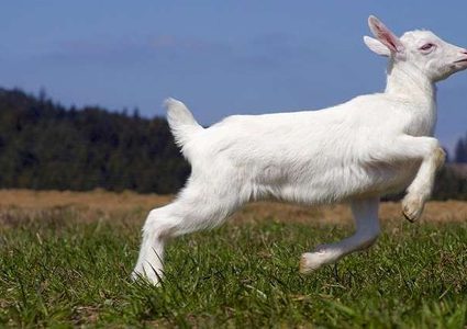 الماعز تتفاعل مع أصحاب الأمزجة المرحة!