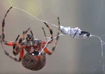 عنكبوت يسلخ جلده بالكامل!(فيديو)