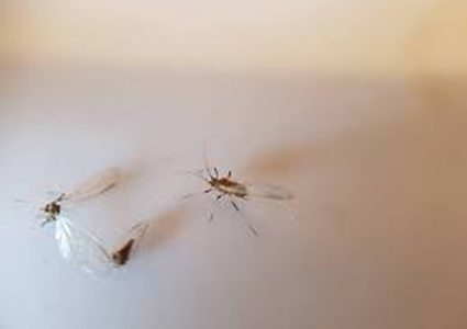 لن تصدقوا ماذا ستفعل الحشرات قريبا بعالمنا!