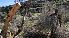 مستوطنون يقطعون 20 شجرة زيتون في بورين