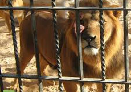 لأول مرة.. أقفاص للبشر في حديقة الحيوانات